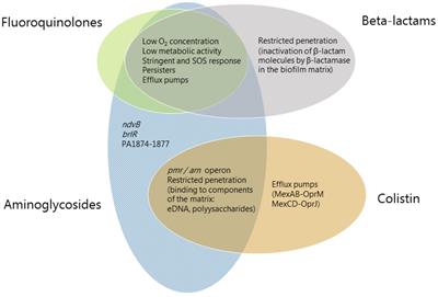 Tolerance and Resistance of Pseudomonas aeruginosa Biofilms to Antimicrobial Agents—How P. aeruginosa Can Escape Antibiotics